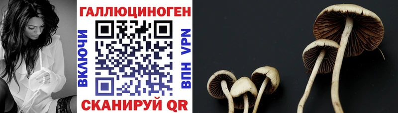 Купить где  Лыткарино  Псилоцибиновые грибы Cubensis 